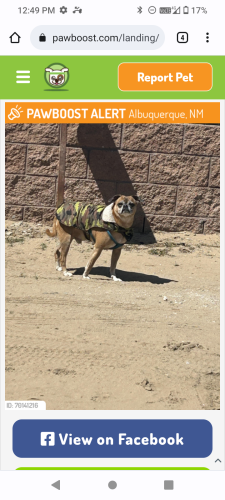 Lost Male Dog last seen Walgreens 98th st & Blake nw 87121 Albuquerque NM, Albuquerque, NM 87121