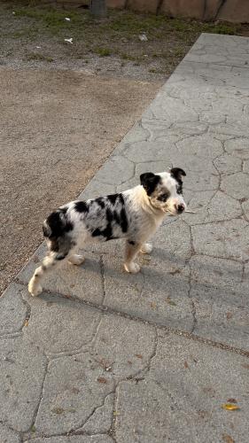 Lost Male Dog last seen troth and 54th, Jurupa Valley, CA 91752