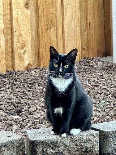 Lost Female Cat last seen Bob Doyle and Westpark, Roseville, CA 95747