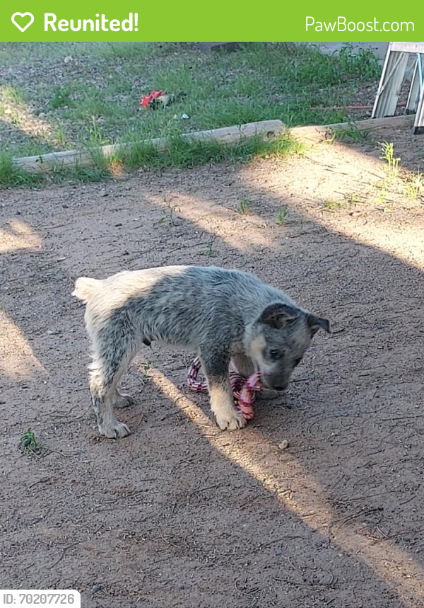 Reunited Male Dog last seen North cox rd and Waverly dr  , Casa Grande, AZ 85194