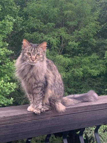 Lost Female Cat last seen Autumn Park Dr, Roanoke, va, Roanoke County, VA 24018