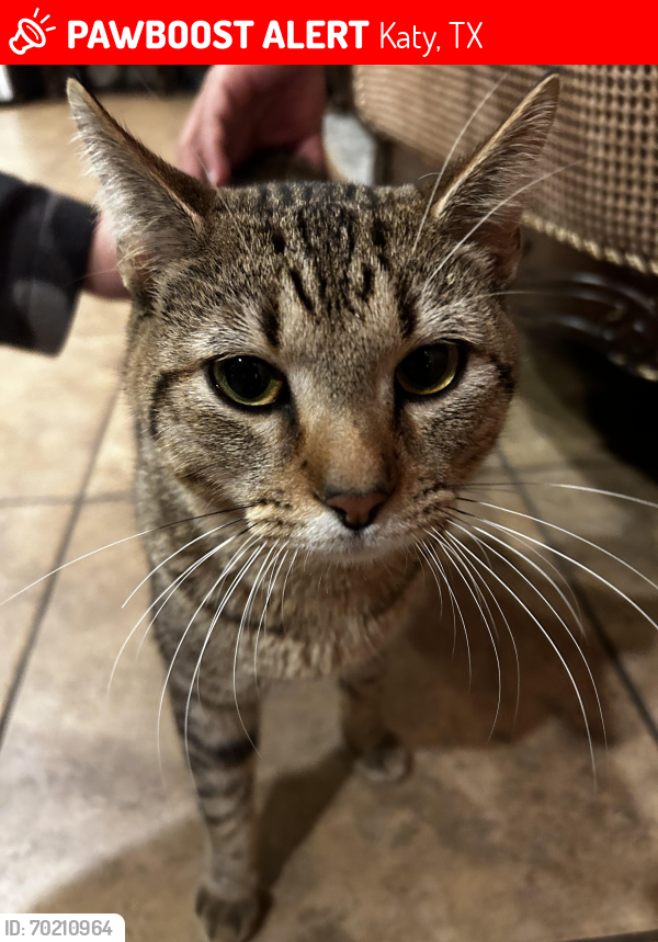 Lost Male Cat last seen Cinco Ranch II Park at Sagewood, Katy, TX 77494