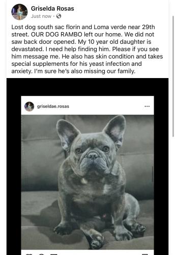 Lost Male Dog last seen Florin & 24th stree, florin & loma verde near autozone, Sacramento, CA 95822