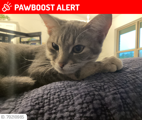 Lost Female Cat last seen Shangri La west and SA jones, Santa Rosa County, FL 32583