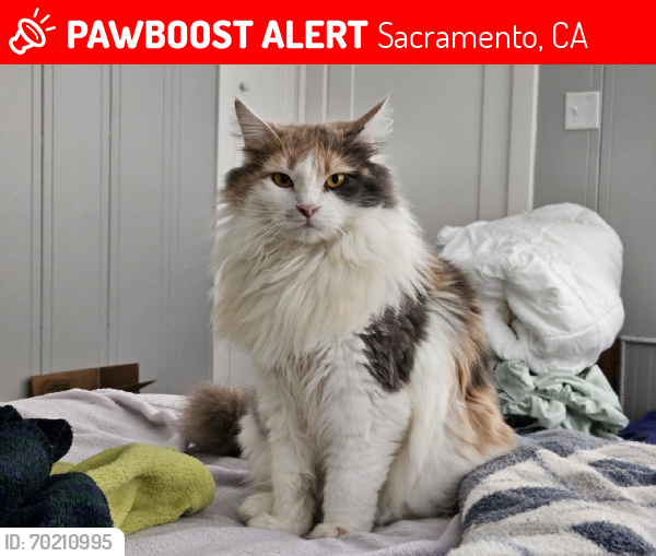 Lost Female Cat last seen Verge Center for the Arts, Sacramento, CA 95811