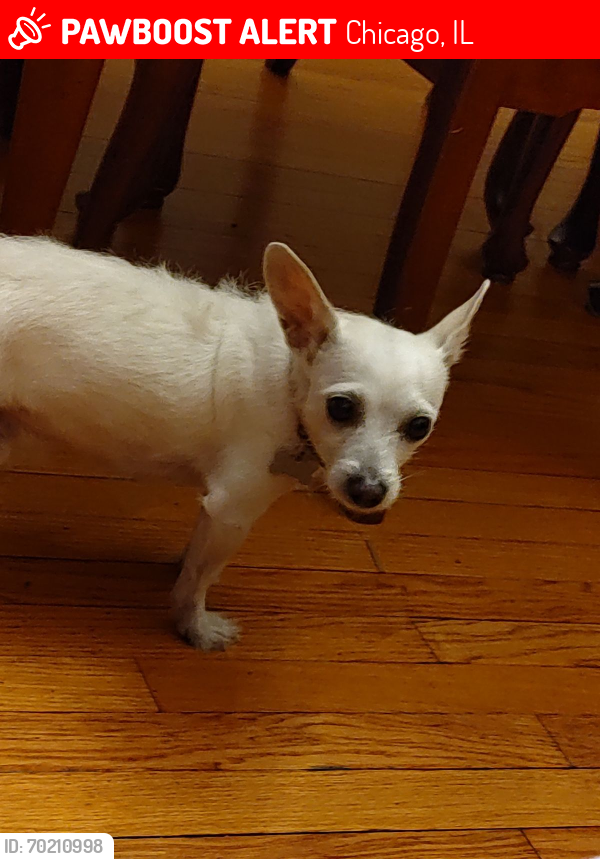 Lost Male Dog last seen N Long Ave and W Wellington St, Chicago, IL 60641