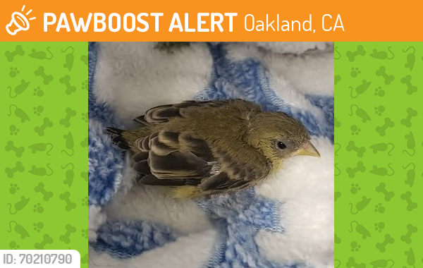 Shelter Stray Unknown Sparrow last seen Oakland, CA 94603, Oakland, CA 94601