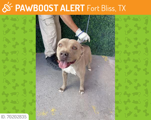 Shelter Stray Female Dog last seen El Paso, TX 79927, Fort Bliss, TX 79906