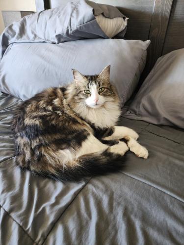 Lost Male Cat last seen 35th ave and Behrend Ave, Phoenix, AZ 85308