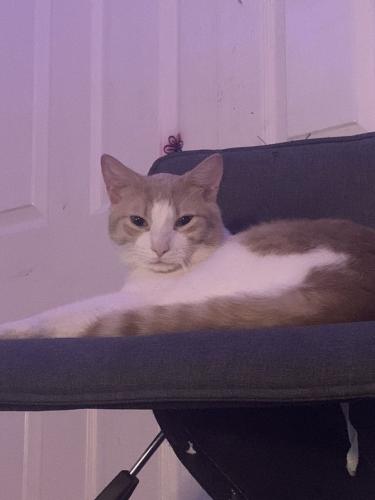 Lost Male Cat last seen Owl valley drive and shoreline , Ottawa, ON K1V 1L9
