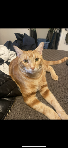 Lost Male Cat last seen Tunstall street, close to west grove park, Garden Grove, CA 92845
