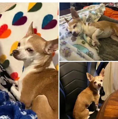 Lost Female Dog last seen Waterhill lane and Boothbay Way, Fort Worth, TX 76179