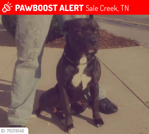 Lost Male Dog last seen Cross roads , Sale Creek, TN 37373