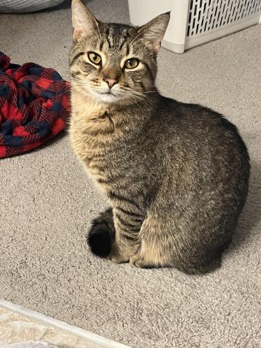 Lost Male Cat last seen Abby trails, Canal Winchester, OH 43110