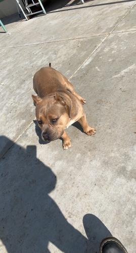 Lost Male Dog last seen Strathmore , Strathmore, CA 93267