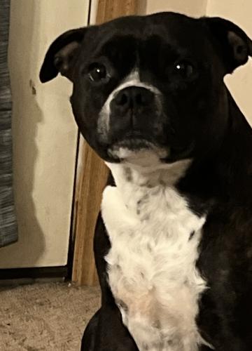 Lost Female Dog last seen Gertrude Ave & Wetherill, Phoenixville, PA 19460
