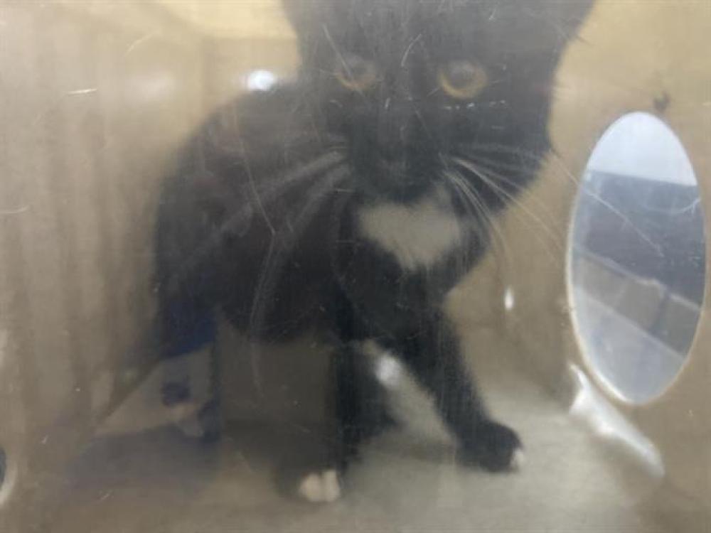 Shelter Stray Female Cat last seen Near TALUS WAY, RENO NV 89503, Reno, NV 89502