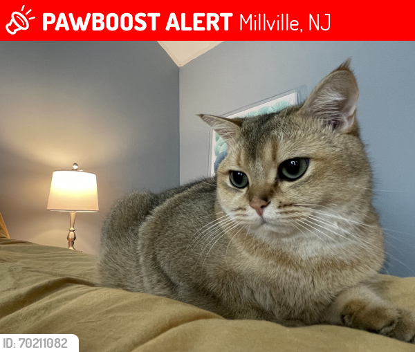 Lost Male Cat last seen Near Richard DrMillville, NJ  08332United States, Millville, NJ 08332