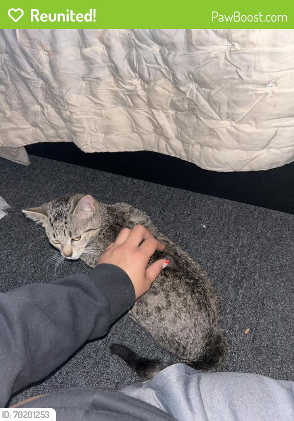 Reunited Female Cat last seen Joline, Long Branch, NJ 07740