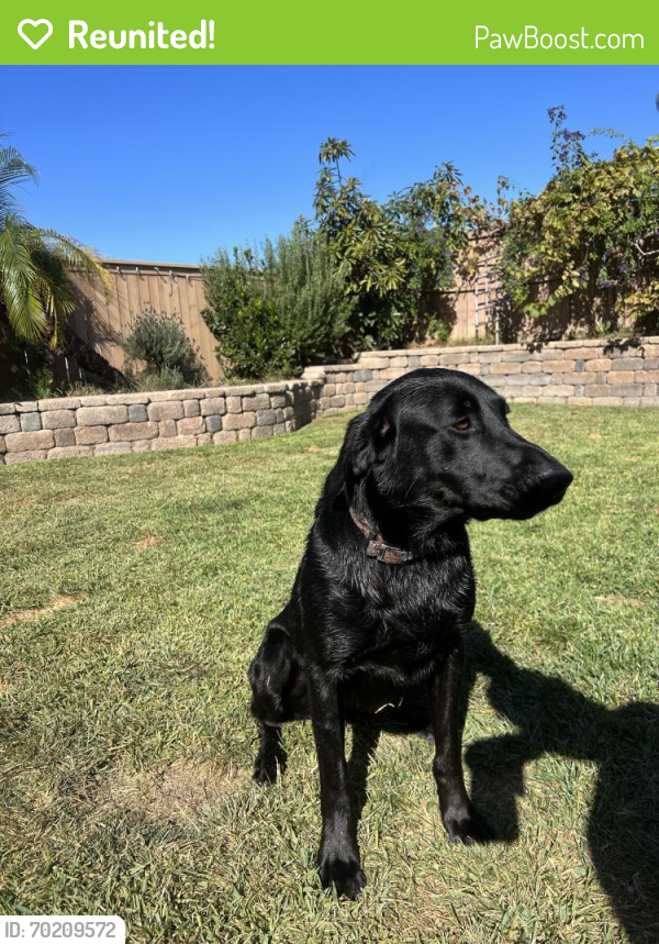 Reunited Male Dog last seen Rough and Downey court, Chula Vista, CA 91911
