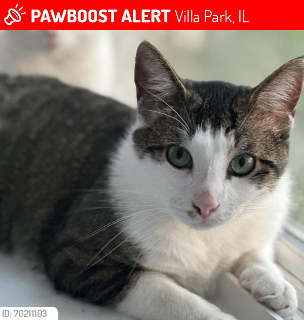 Lost Male Cat last seen Lost in Param apmts Area, Villa Park, IL 60181
