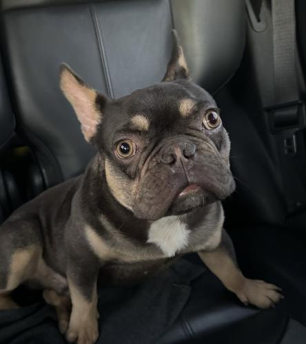 Lost Male Dog last seen Mission groove , Riverside, CA 92508