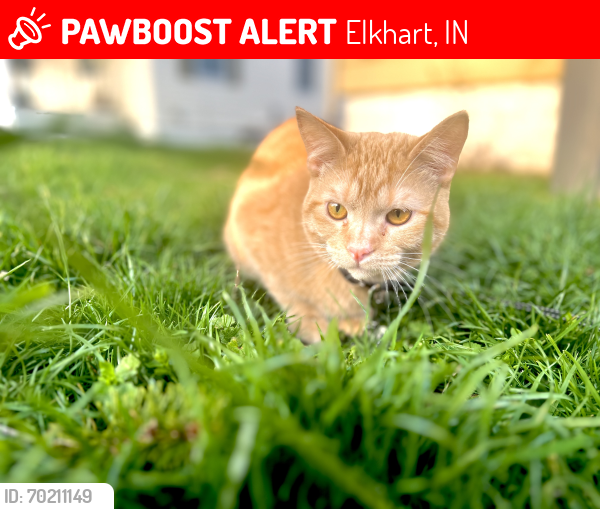 Lost Male Cat last seen Near decamp ave Elkhart Indiana 46517, Elkhart, IN 46517