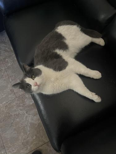 Lost Male Cat last seen Airport , Aurora, CO 80011