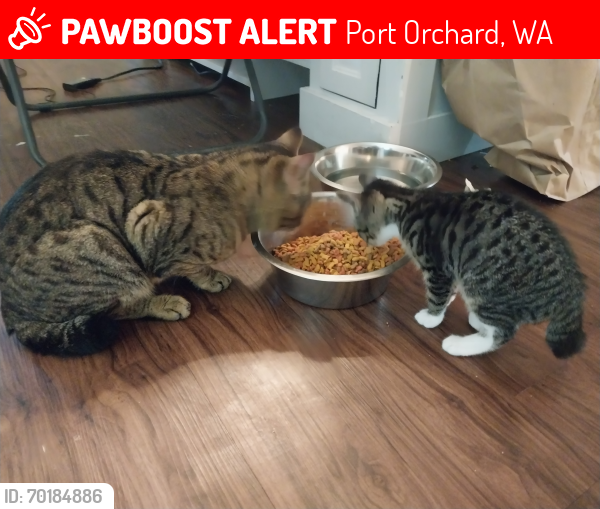 Lost Male Cat last seen Victory Drive Southwest Port Orchard Washington, Port Orchard, WA 98367