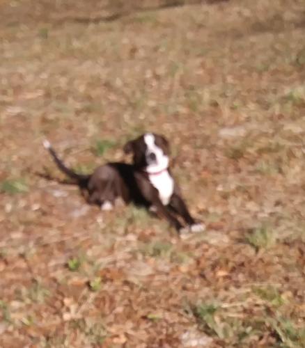 Lost Male Dog last seen Brooks Park Hwy 43 & Ridgeview Dr Chickasaw, Chickasaw, AL 36611