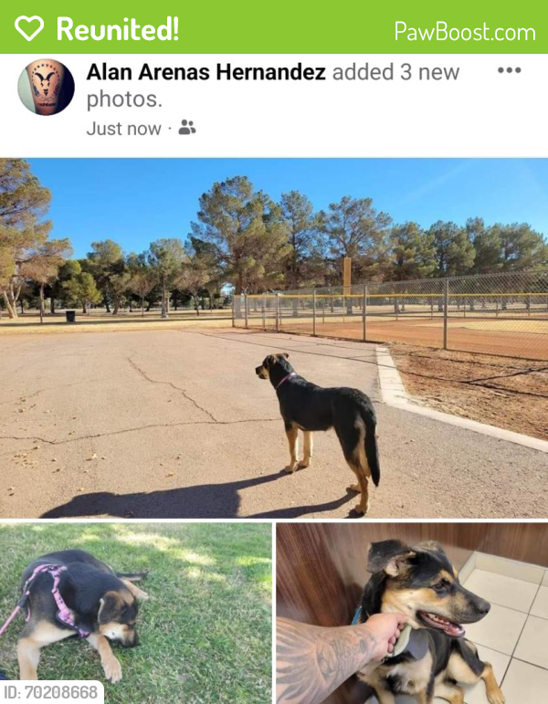 Reunited Female Dog last seen Near Tahoe Dr, Las Vegas, NV 89142, USA, Las Vegas, NV 89142