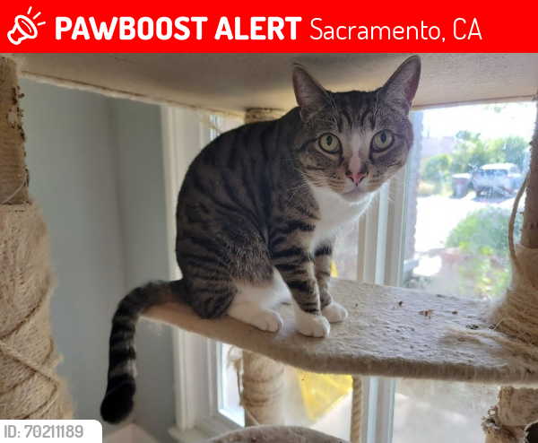 Lost Male Cat last seen Fruitridge, Sacramento, CA 95820