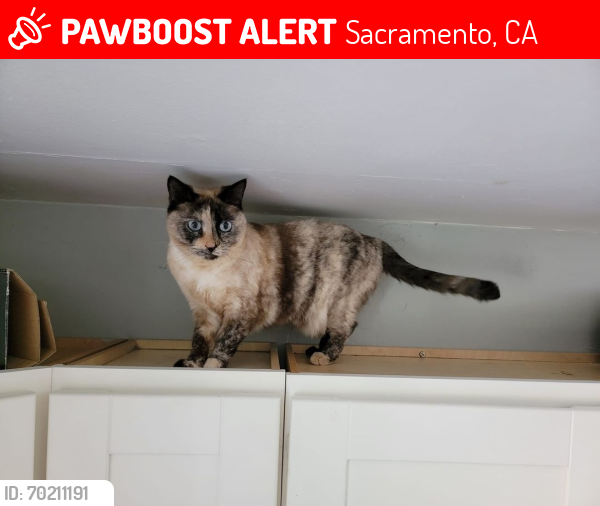 Lost Female Cat last seen Fruitridge, Sacramento, CA 95820