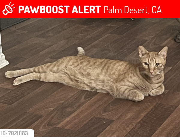 Lost Male Cat last seen San Nicholas and San Anselmo Ave, Palm Desert, CA 92260