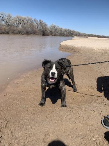 Lost Male Dog last seen Isleta & arenal, Albuquerque, NM 87121