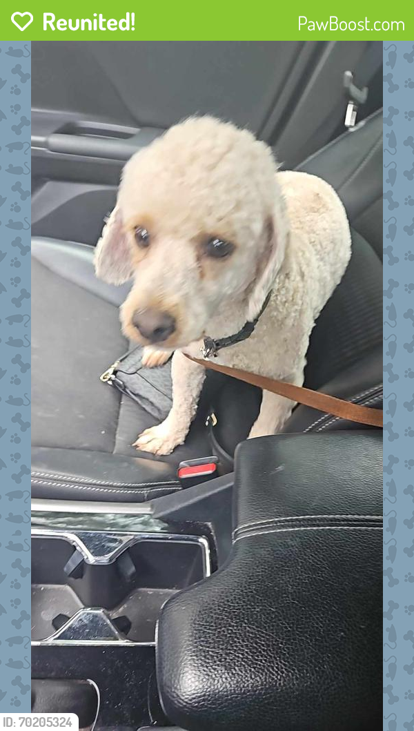 Reunited Male Dog last seen Main Street, Lancaster, TX 75146