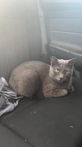 Lost Male Cat last seen vail ave SE, Albuquerque, NM 87106