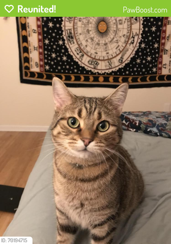 Reunited Male Cat last seen Chambers and Humboldt, Milwaukee, WI 53212