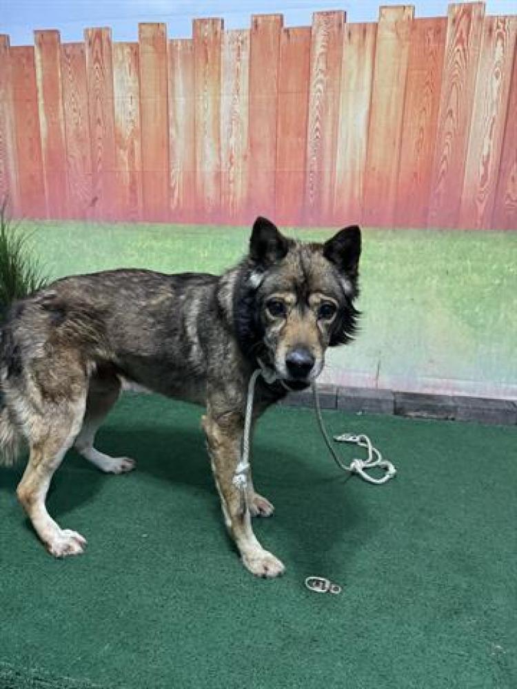 Shelter Stray Unknown Dog last seen , Irwindale, CA 91706