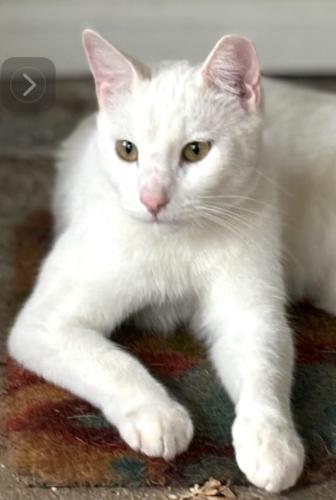 Lost Male Cat last seen Near Parkwood Drive NRH Tx 76182, North Richland Hills, TX 76182