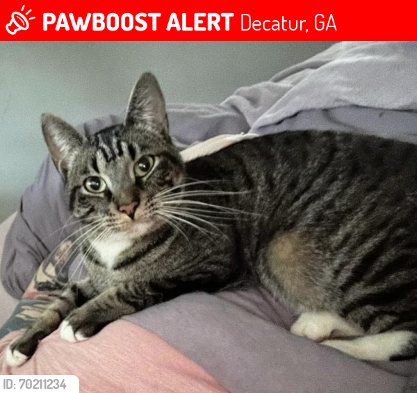 Lost Male Cat last seen Yale Terrace and La Fortuna, Decatur, GA 30032