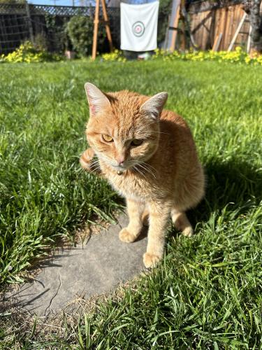 Lost Male Cat last seen Robin drive, Santa Clara, CA 95050