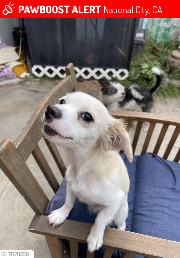 Lost Female Dog last seen National City Blvd, National City, CA 91950