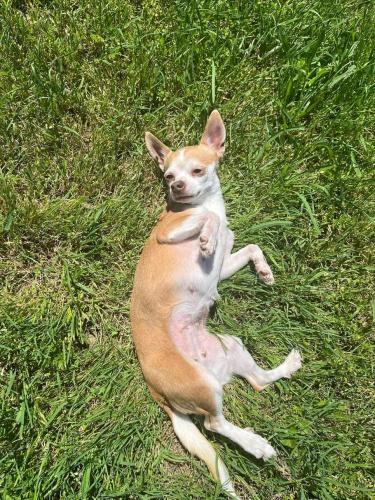Lost Female Dog last seen Near Booth Bay way and Waterhill Lane, Fort Worth, TX 76179