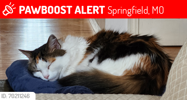 Lost Female Cat last seen Glenstone an Farm 101, Springfield, MO 65803