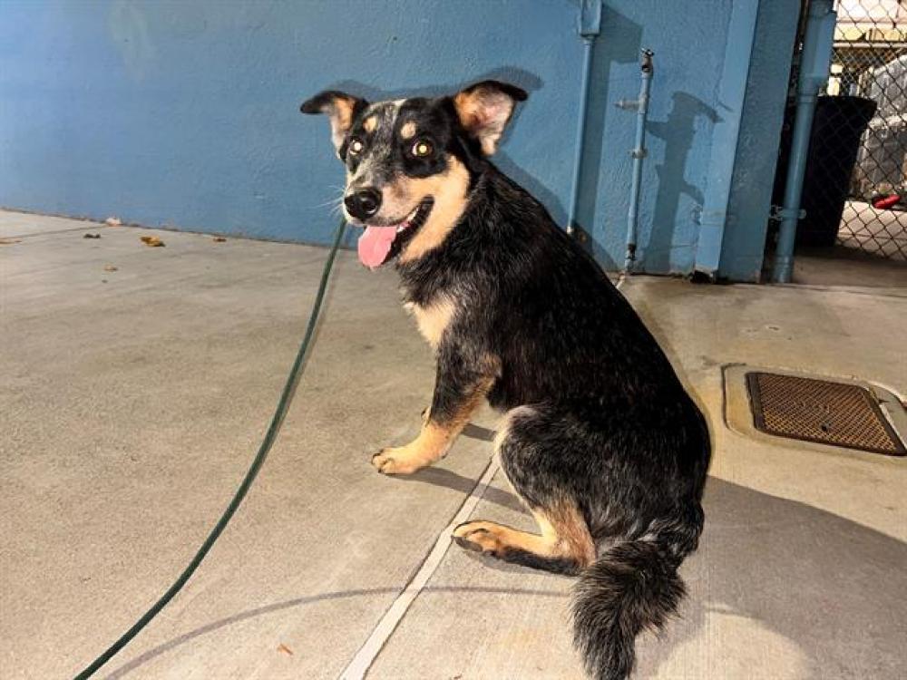 Shelter Stray Male Dog last seen , Irwindale, CA 91706