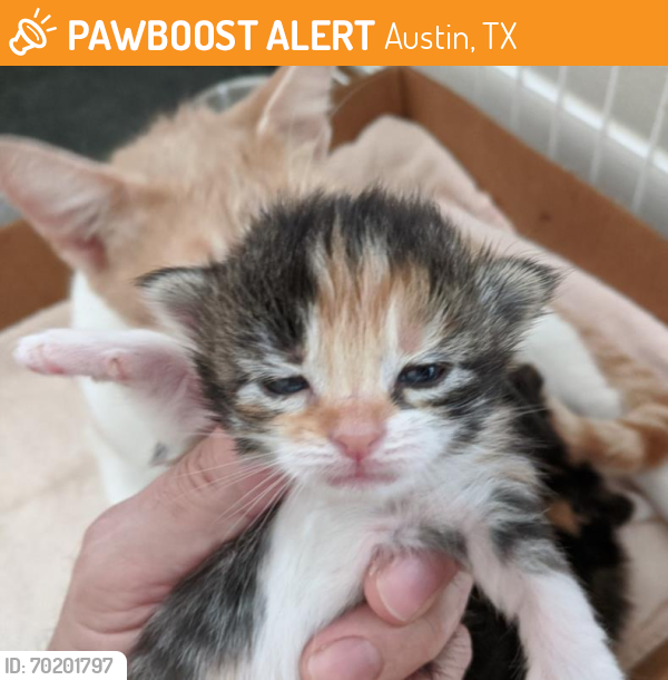 Shelter Stray Female Cat last seen Near BLOCK MCANGUS RD, Austin, TX 78702