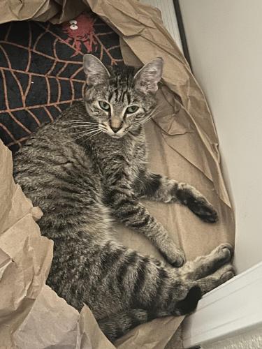 Lost Female Cat last seen Ayers, Concord, CA 94521