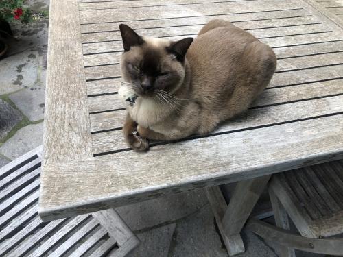 Lost Male Cat last seen Orrong and dandenong road , Armadale, VIC 3143