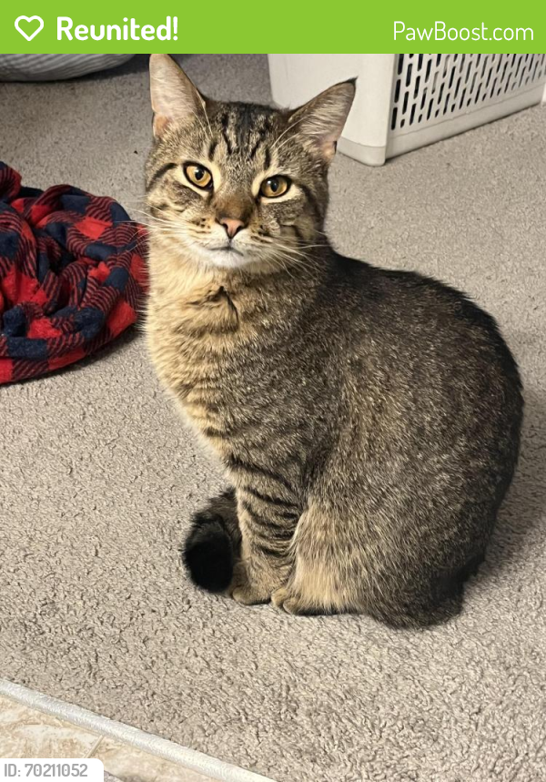 Reunited Male Cat last seen Abby trails, Canal Winchester, OH 43110